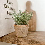 Faux Thyme In Aged Terracotta Pot